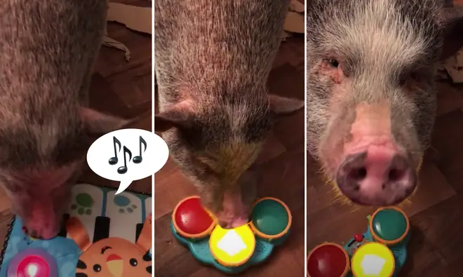 Musical pig plays instruments, and it’s sow good