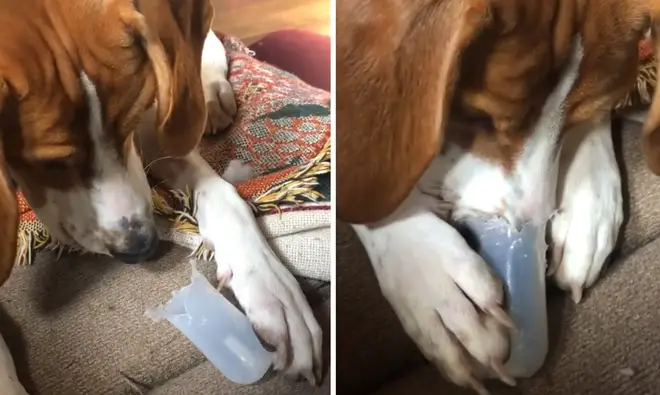 Dulcet dog turns his squeaker toy into a very harmonious ‘nose flute’