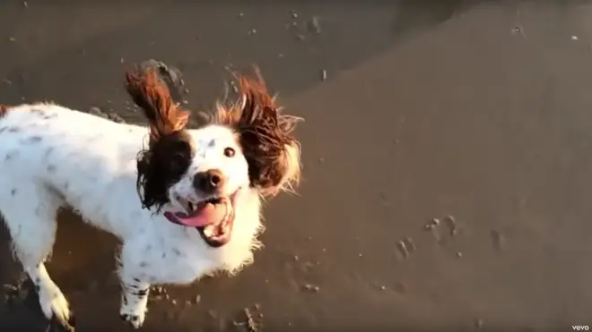 Tilda Swinton's spaniel makes its film debut