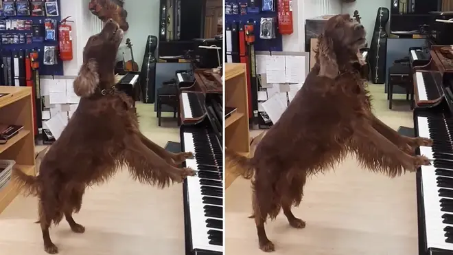 Delirious dog sings unimaginably virtuosic vocal solo in a piano room