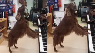Delirious dog sings unimaginably virtuosic vocal solo in a piano room