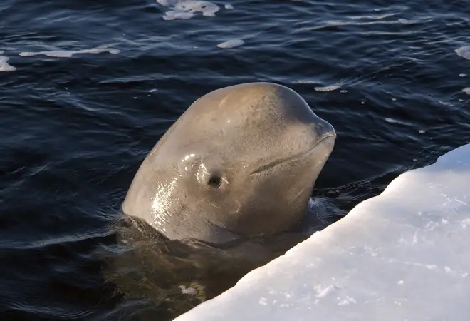 By playing classical music, the ice-breaking ship Moskva was able to encourage 2,000 beluga whales to follow the vessel to safety.