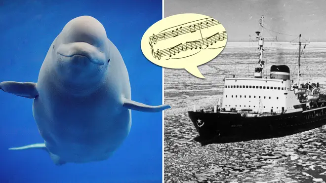 The time a Russian icebreaker played classical music, and saved thousands of Beluga whales