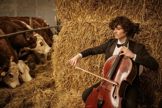 Cellist plays for a bovine audience in Denmark