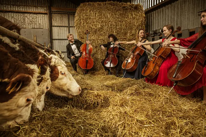 Cows a-moosed listening to Liszt Hungarian Rhapsodies