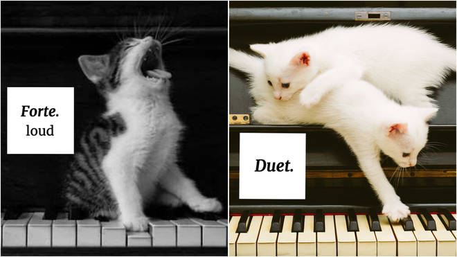 Cats teach musical terms