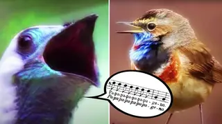 Spectacular bird chorus sings Mozart opera duet in colourful short film