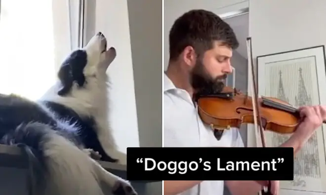 TikTok violinist duets with howling dog to create melancholic ‘doggo’s lament’