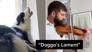 TikTok violinist duets with howling dog to create melancholic ‘doggo’s lament’