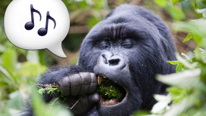 Hear these wild gorillas composing special ‘songs’ and ‘humming’ during mealtimes