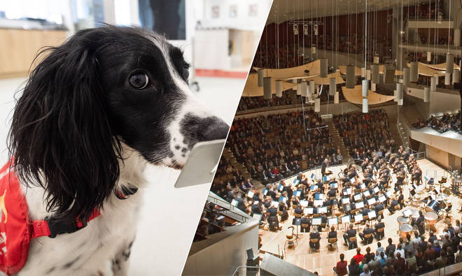 In Germany, super-sniffer dogs are detecting whether concertgoers have coronavirus