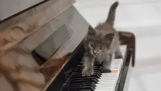 This keyboard kitten is a fan of classical music