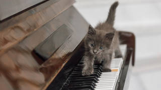 This keyboard kitten is a fan of classical music