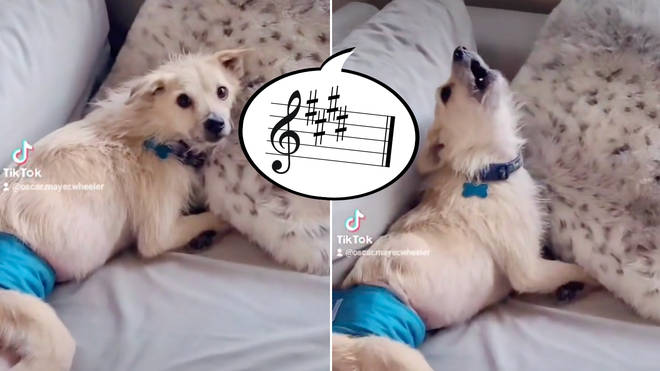 Musicians are convinced this singing TikTok dog only enjoys music in E  major... - Classic FM
