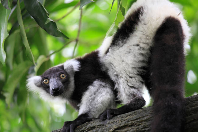 Lemurs can sing rhythmically just like us, new study finds