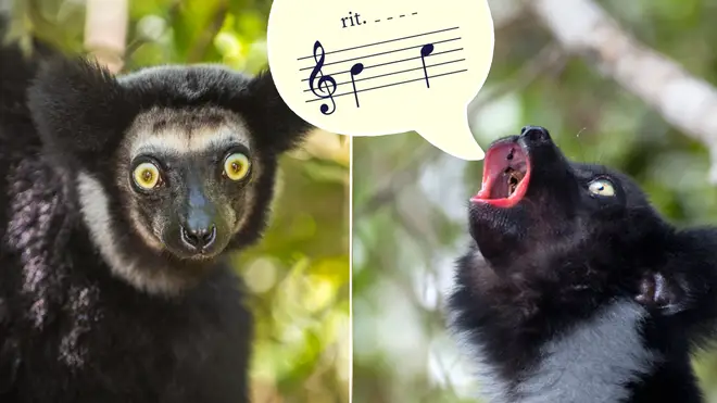 Lemurs can sing with rhythm just like us, new study finds