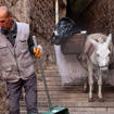 A municipal worker guides a rubbish-carrying donkey through the narrow streets of the old town of Mardin