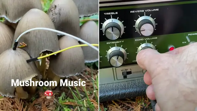 Making music with mushrooms