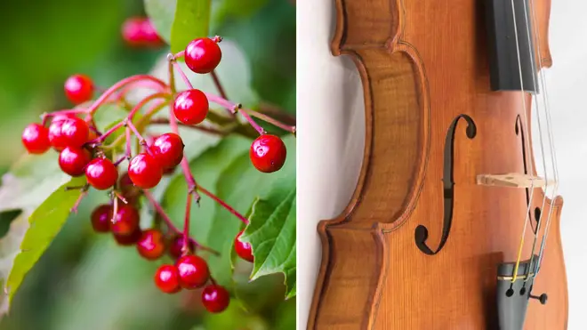 The vegan violin replaces animal parts with wild berries and local spring water