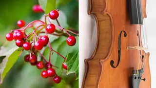 Vegan violin replaces animal parts with wild berries and local spring water