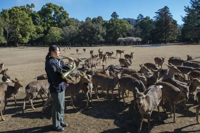 Japanese woman plays horn at Nara Park, Japan