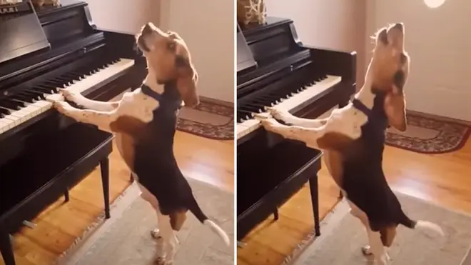 Melodious beagle sings and plays piano