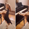 Melodious beagle sings and plays piano