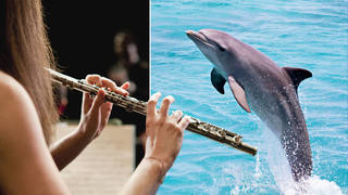 The wild dolphins responded to flute music