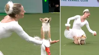 Chihuahua dances Swan Lake routine at Crufts