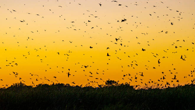 Purple martins roost at sunset