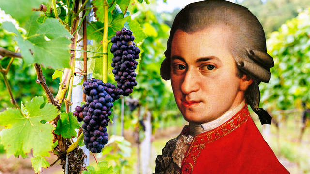 Il Paradiso di Frassina vineyard uses Mozart's music to help them grow grapes