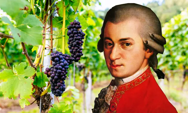 Il Paradiso di Frassina vineyard uses Mozart's music to encourage their grapes to grow