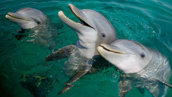 Bottlenose Dolphins (Tursiops truncatus) in the Caribbean Sea