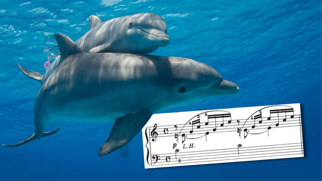 Bottlenose dolphins enjoyed listening to Bach as part of the study