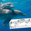 Bottlenose dolphins enjoyed listening to Bach as part of the study