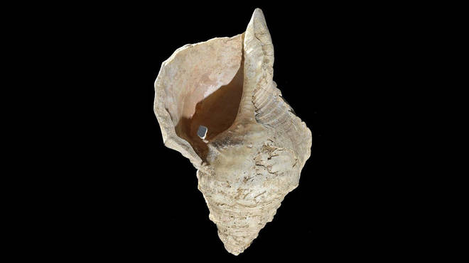 18,000-year-old conch shell