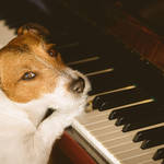 Classical music can help calm your dogs faster, according to new research.