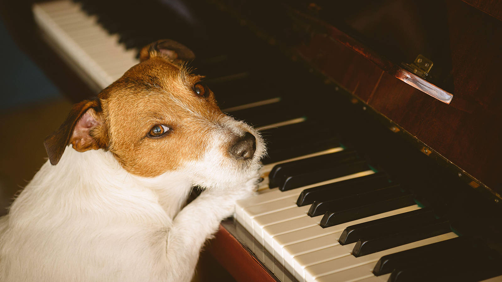 Dogs find classical music more calming than audiobooks, research reveals -  Classic FM