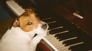 Classical music can help calm your dogs faster, according to new research.