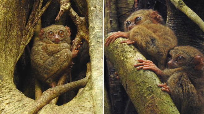 Scientists record the tiny, monkeylike tarsiers, who sing virtuosic duets together
