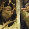 Scientists record the tiny, monkeylike tarsiers, who sing virtuosic duets together