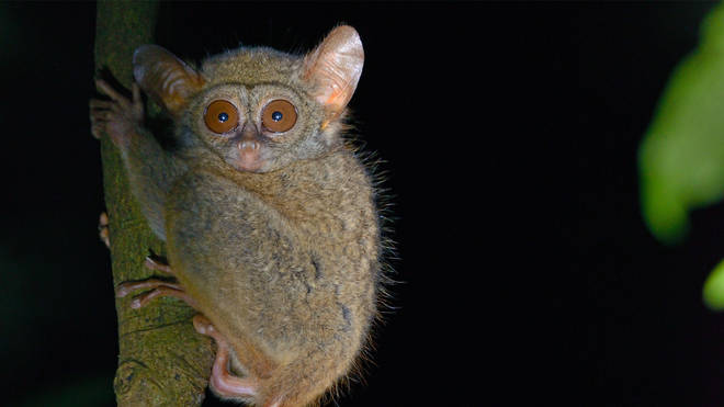 Gursky’s spectral tarsier (Tarsius spectrumgurskyae) are a nocturnal primate