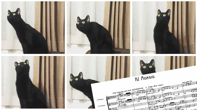 Cat listening to Mahler