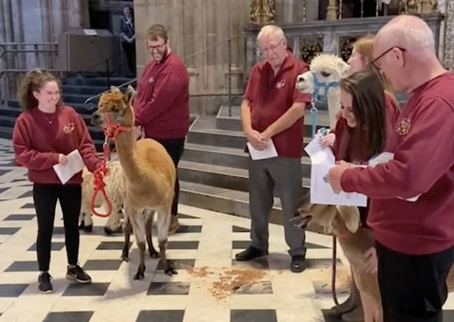 Bleating billygoat 'sings' along during animal blessing at cathedral  service - Classic FM
