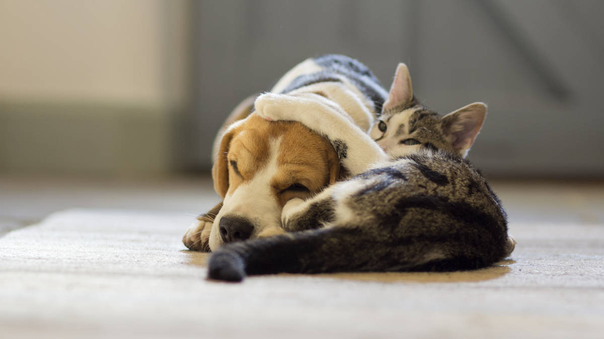 Music For Pets playlist: classical music to keep your pets calm during fireworks