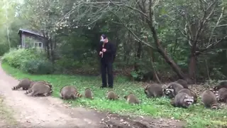 Man uses flute to charm raccoons