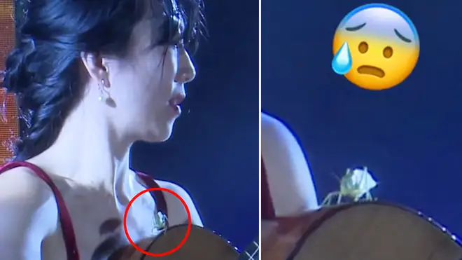 Intrepid insect joins classical guitarist for duet in amusing concert moment