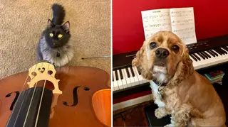 Musical Instagram pets