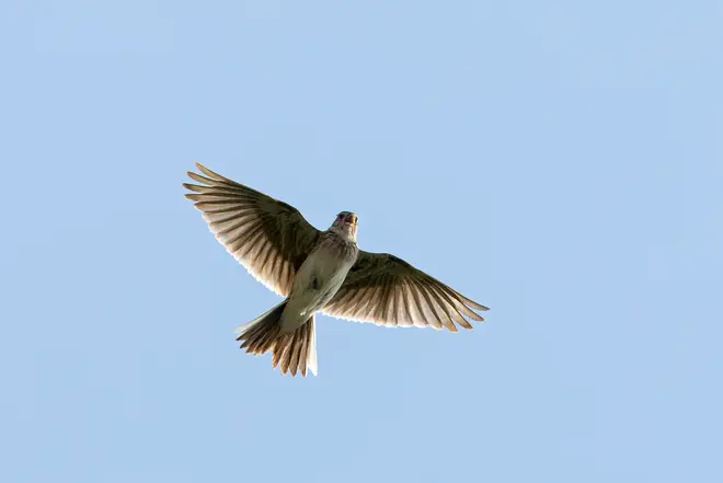 Eurasian skylark