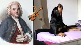 This dog sings along to Bach